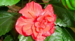 Како да се ослободите од течевите на домашна роза